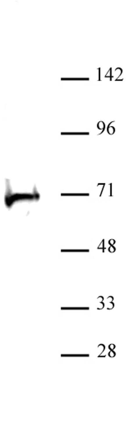 RBBP5 antibody (pAb) tested by Western blot.