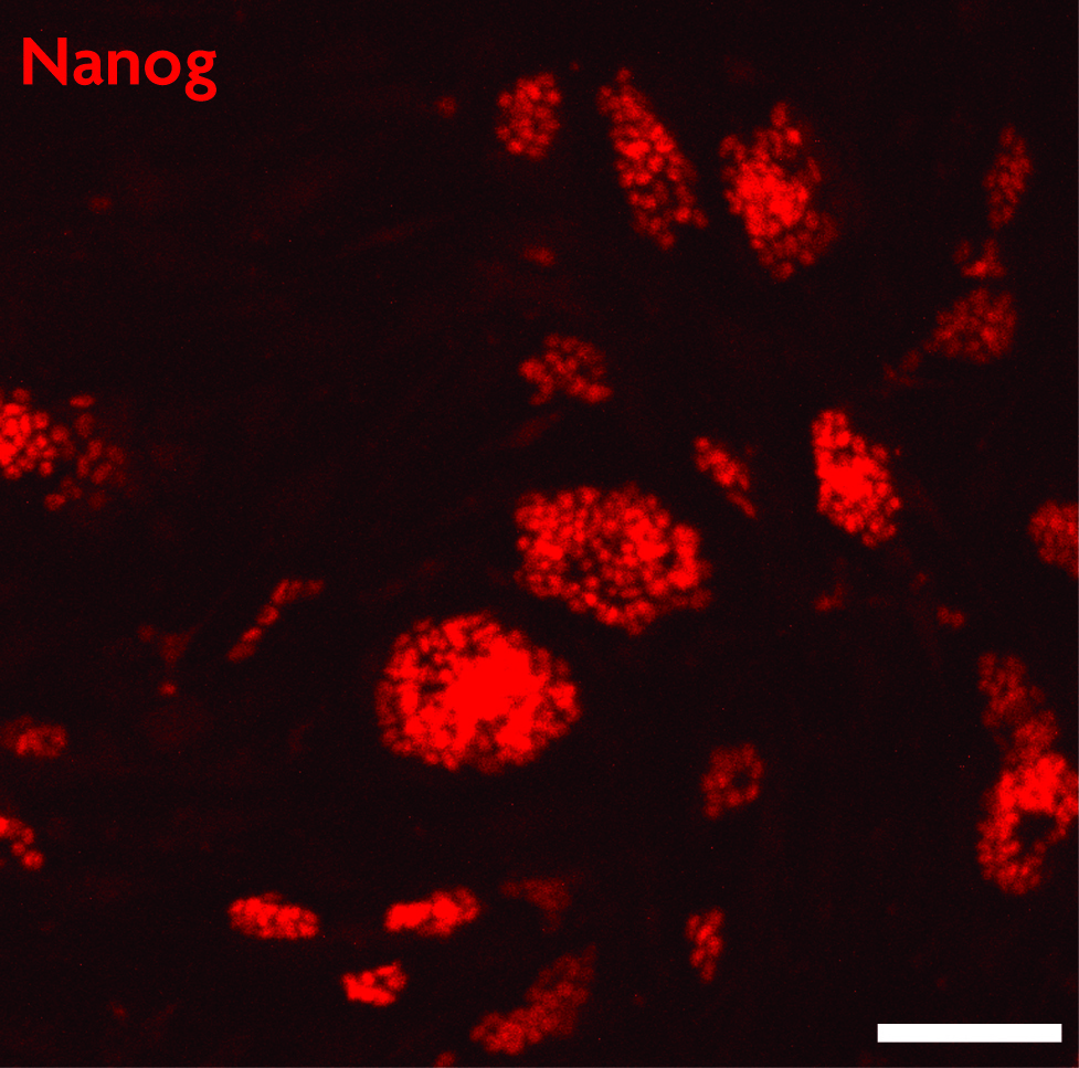 Nanog antibody (pAb) tested by immunofluorescence.