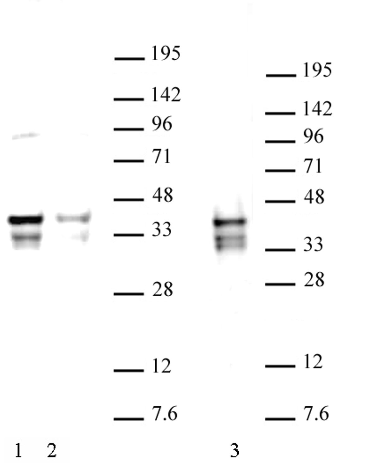 Nanog antibody (pAb) tested by Western blot.