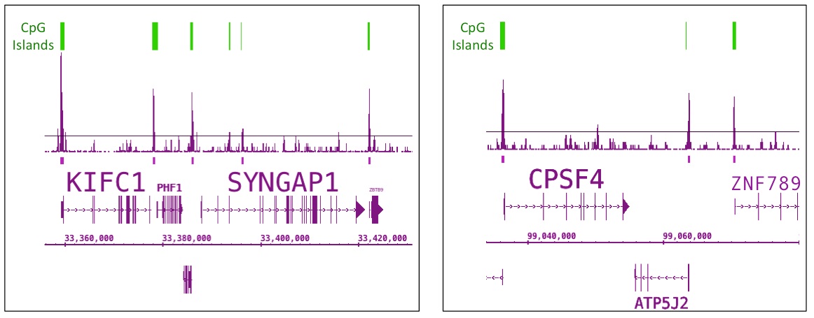 Tet1 antibody (pAb) tested by ChIP-Seq.