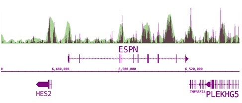 5-Methylcytosine (5-mC) antibody (mAb) tested by MeDIP-Seq analysis.