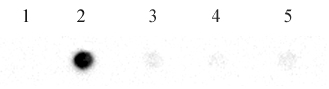 N6-Methyladenosine (m6A) antibody (pAb) tested by dot blot analysis.