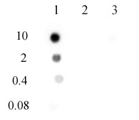 N6-Methyladenosine (m6A) antibody (pAb) tested by dot blot analysis.