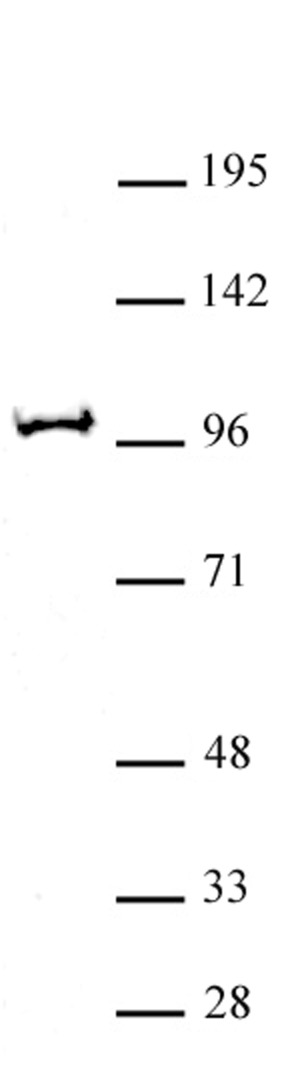 BAP1 antibody (pAb) tested by Western blot.