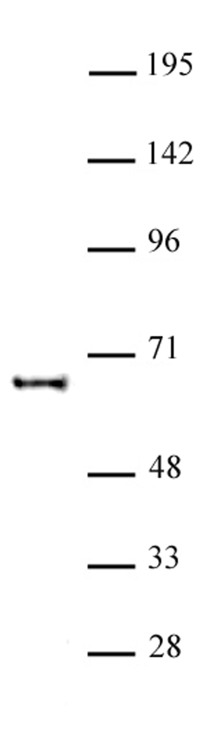 KAT5 antibody (pAb) tested by Western blot.