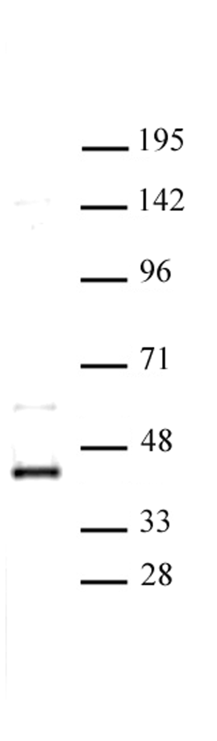 CDK9 antibody (pAb) tested by Western blot.