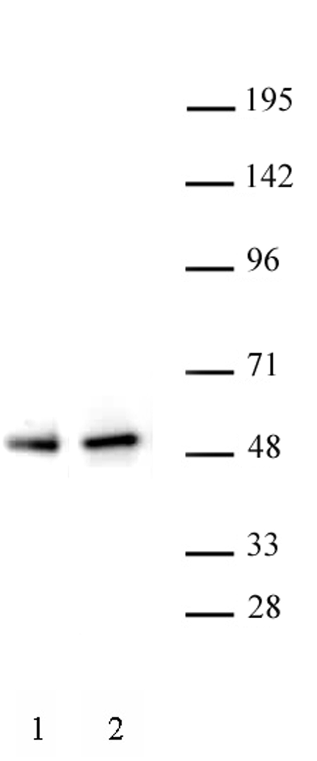 PAX5 antibody (pAb) tested by Western blot.