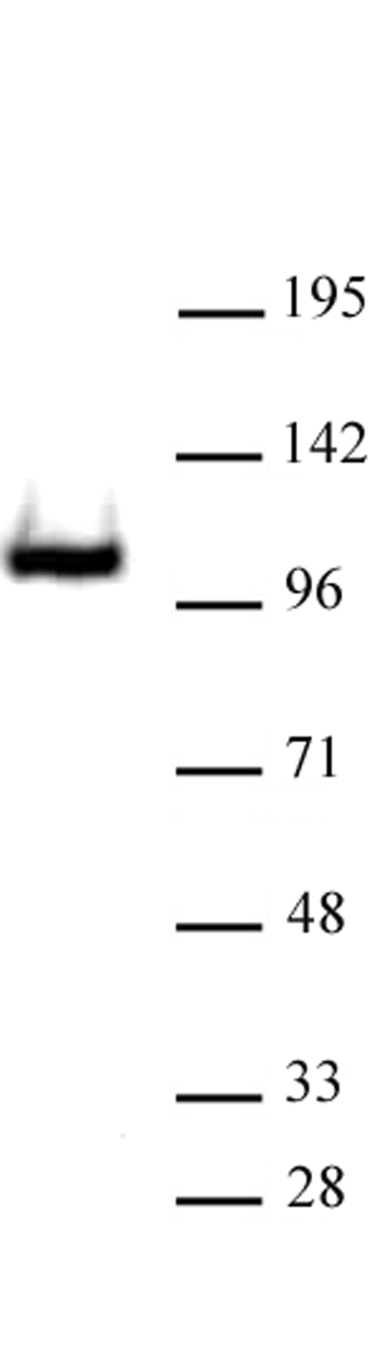 RB1 antibody (pAb) tested by Western blot.