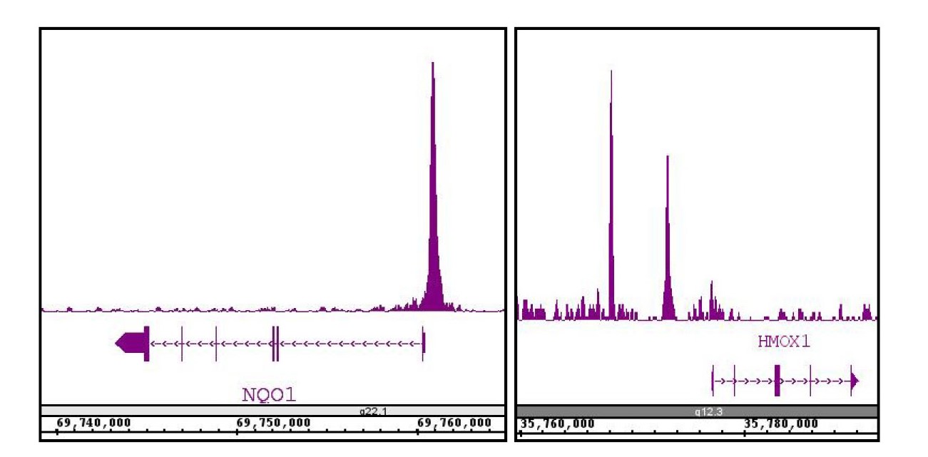 NRF2 antibody (pAb) tested by ChIP-Seq.