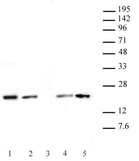 Histone H3.1 / 3.2 antibody (mAb) tested by Western blot.