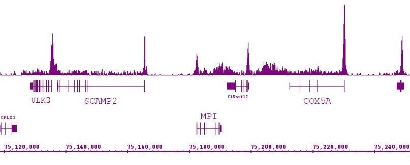RNA pol II CTD Ser2ph / Ser5ph antibody (mAb) tested by ChIP-Seq.