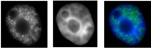 RNA pol II CTD Ser2ph / Ser5ph antibody (mAb) tested by immunofluorescence.