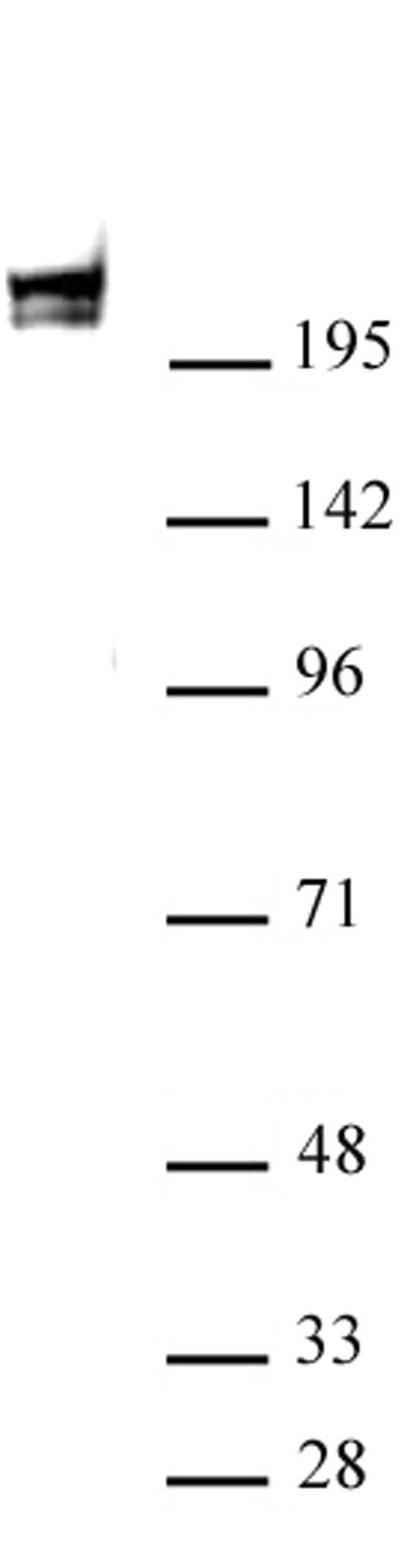 RNA pol II antibody (mAb) tested by Western blot.
