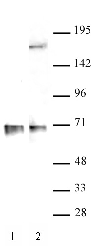 RBM39 antibody (pAb) tested by Western blot.