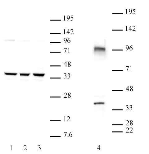 Cxxc4 antibody (pAb) tested by Western blot.
