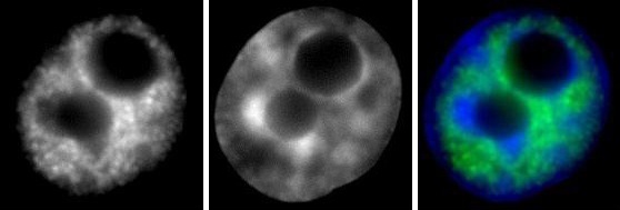 RNA pol II CTD phospho Ser2 antibody (mAb) tested by immunofluorescence.