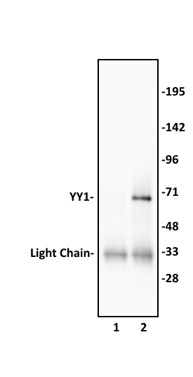 YY1 antibody (pAb) tested by immunoprecipitation.