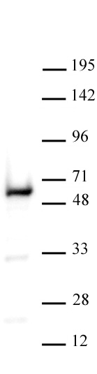 YY1 antibody (pAb) tested by Western blot.