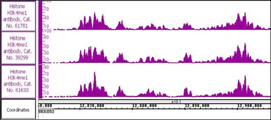 Histone H3K4me1 antibody (pAb) tested by ChIP-Seq.