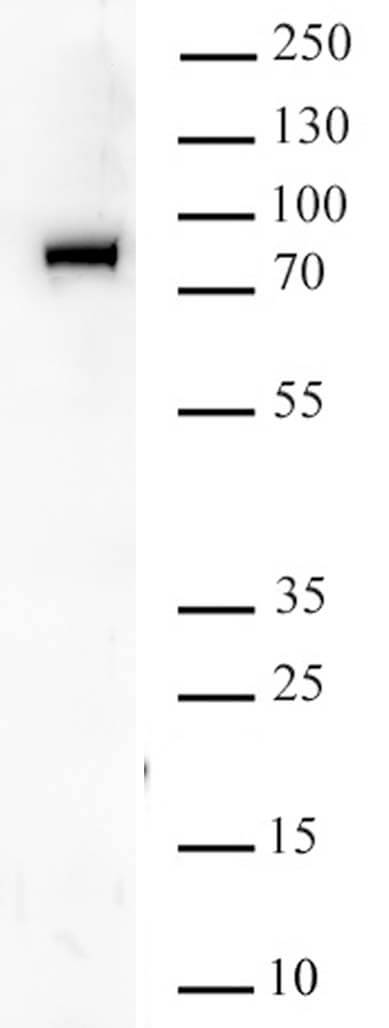 BRD9 antibody (pAb) tested by Western blot.