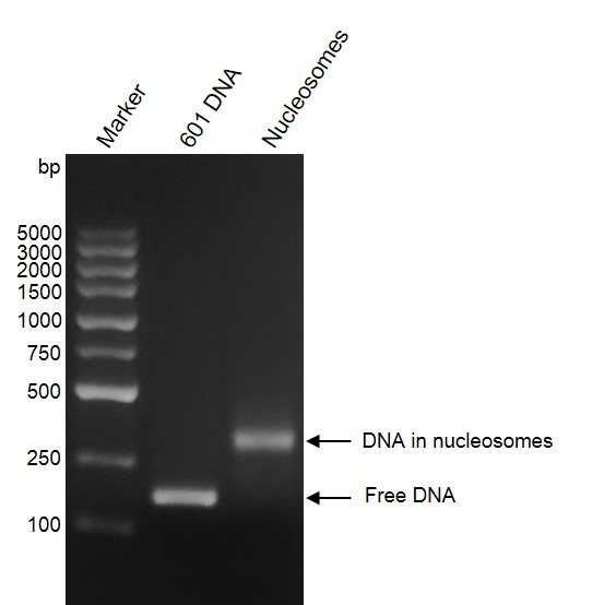 Recombinant Mononucleosomes H3K27ac - biotin, DNA gel.
