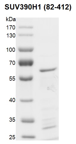 Recombinant SUV39H1 (82-412) protein.