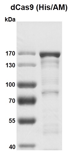 Recombinant dCas9 protein, His/AM Tag