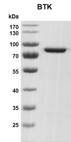 Recombinant BTK protein gel