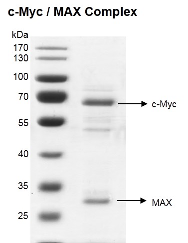 Recombinant c-Myc / MAX Complex gel