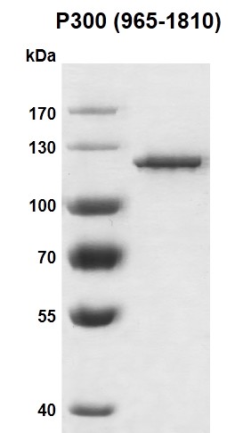 Recombinant p300 protein, catalytic domain, protein gel