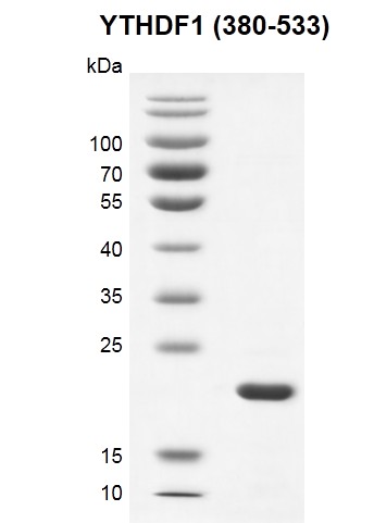 Recombinant YTHDF1 (380-533) SDS PAGE gel