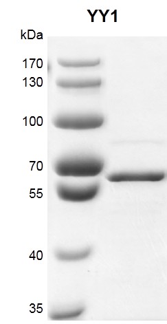 Recombinant YY1 protein gel