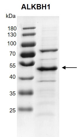 Recombinant ALKBH1 protein gel