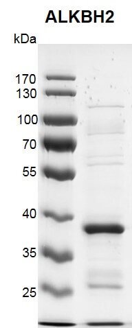 Recombinant ALKBH2 protein