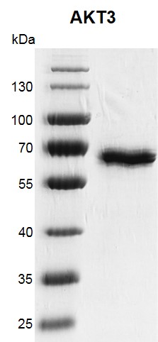 Recombinant AKT3 protein gel