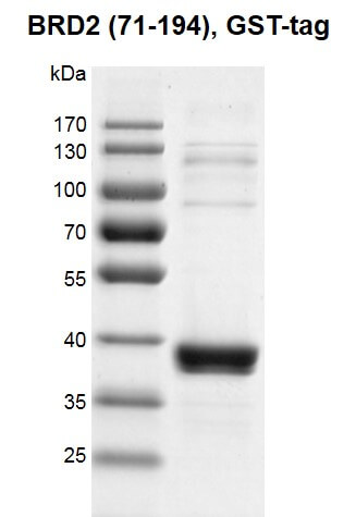 Recombinant BRD2 (71-194), GST-Tag, protein gel