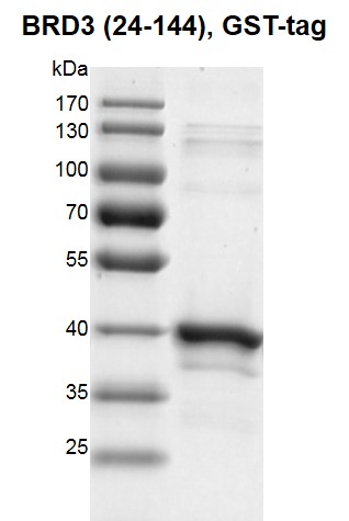 Recombinant BRD3 (24-244), GST-Tag protein gel