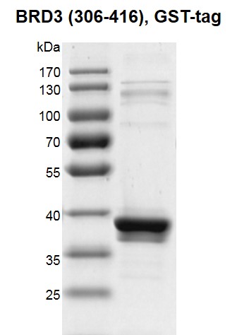 Recombinant BRD3 (306-416), GST-Tag protein gel