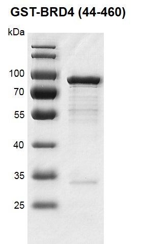 Recombinant BRD4 (44-460), GST-Tag protein gel