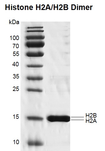 Recombinant Histone H2A/H2B Dimer