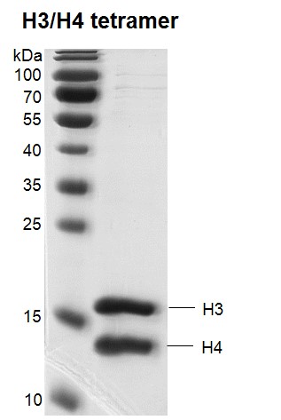 Recombinant Histone H3/H4 Tetramer