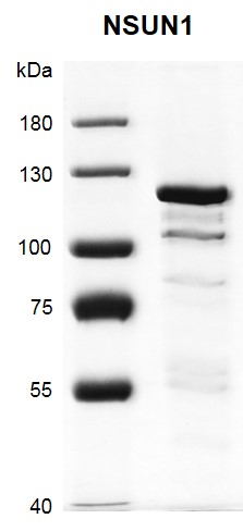 Recombinant NSUN1 protein