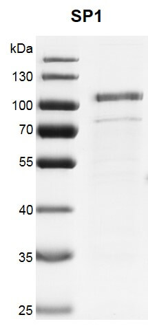 Recombinant SP1 protein gel