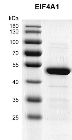 Recombinant EIF4A1 protein gel