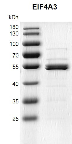 ecombinant EIF4A3 protein gel