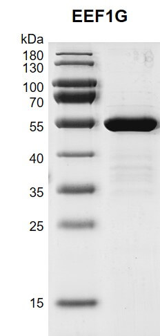 Recombinant EEF1G protein gel