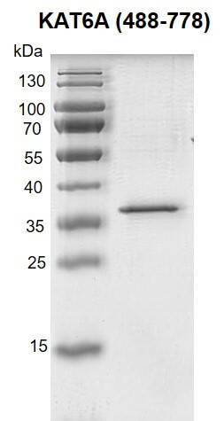 Recombinant KAT6A / MOZ (488-778) protein gel