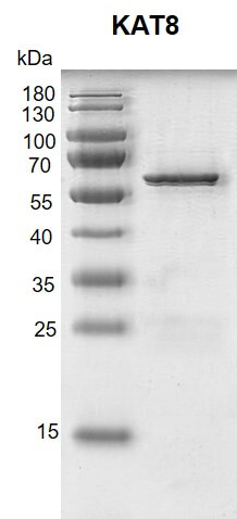 Recombinant KAT8 / MYST1 protein gel