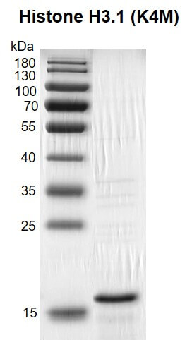 Recombinant Histone H3.1 (K4M) gel