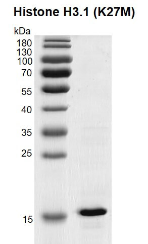Recombinant Histone H3.1 (K27M) gel